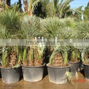 Chamaerops Humilis Cerifera thumbnail-1