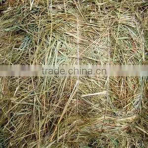 Oat Hay thumbnail-1