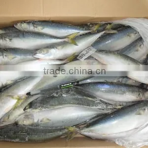 High Quality WR Frozen Scomber Japonicus Mackerel 250-300g thumbnail-2