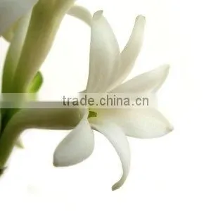 Absolute Tuberose thumbnail-1