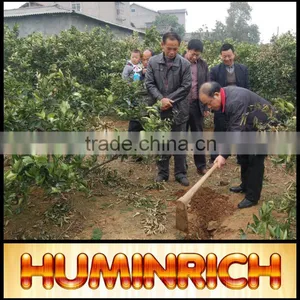 Relationship Between Root Growth And Fertilization Of Fruit Trees thumbnail-1