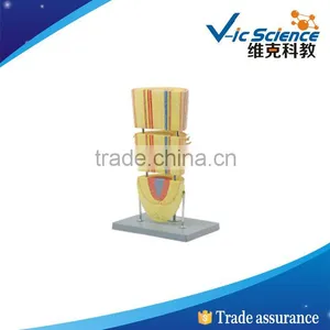 Best Price Good Quality Monocots Root Model thumbnail-1