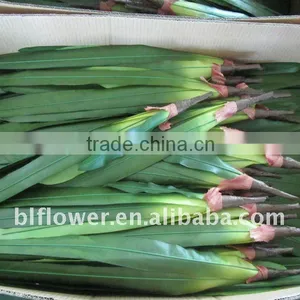 Realistic Silk Leaf Sword Shaped thumbnail-1