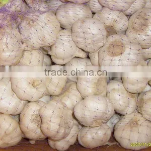 2011 the Last Big Sale for Garlic in Jining Greenfarm thumbnail-1