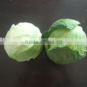 Chinese Fresh Green Cabbage thumbnail-1