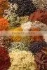 Golden Madras Curry Powder thumbnail-3