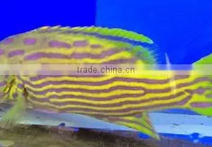 Grouper thumbnail-1