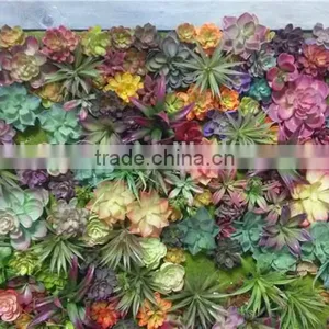 Home and Outdoor Decoration Synthetic Cheap Artificial Vertical Green Grass Succulent Wall E08 04C44 thumbnail-3