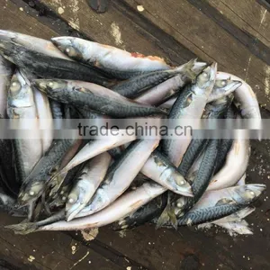 Scomber Japonicus 2016 New SHIPFROZEN Pacific Mackerel 200-300g thumbnail-3