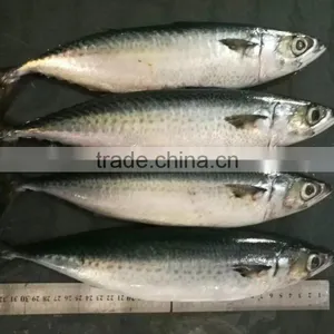 New Catching Fish Frozen Pacific Mackerel 400-500g&500g+ thumbnail-2