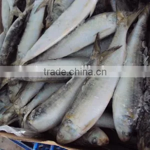 Frozen Sardine thumbnail-1