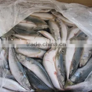 Frozen Pacific Mackerel 8-10pieces/kg New thumbnail-1