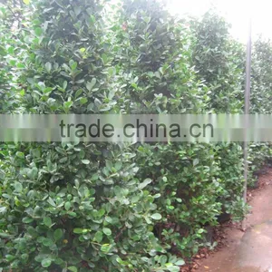 Ficus Panda thumbnail-1