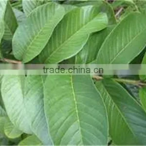 Guava Leaf thumbnail-1