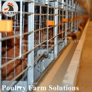 H Type Layer Chicken Chicken Cage With Full Automatic Equipment thumbnail-2
