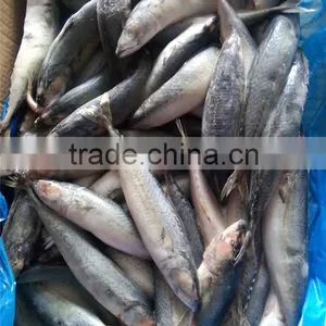 Pacific Mackerel New Coming Seafood thumbnail-1