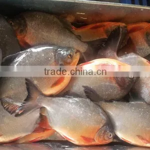 Red Pomfret thumbnail-2