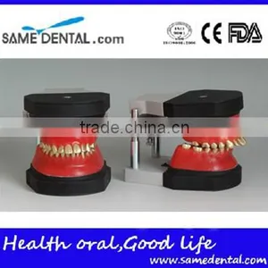 Dental Orthodontic Operational Training Model DEA-32 thumbnail-1