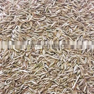 Cumin Seeds thumbnail-1