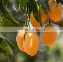 MANGOS FRUIT thumbnail-1