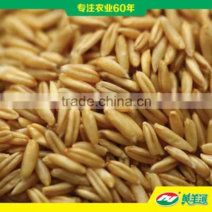 Brown Oats thumbnail-1