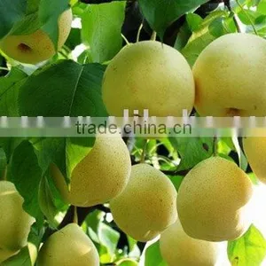 New Crop Crown Pear (Apple Pears) thumbnail-1