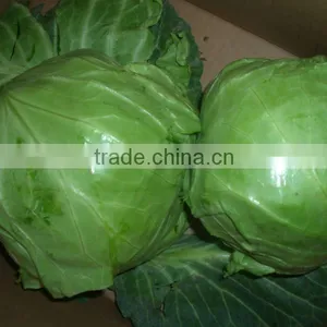 Green Chinese Cabbage thumbnail-1