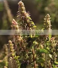 Medical Uses of Patchouli Essential Oil thumbnail-3