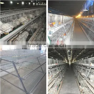 New Design Hot Sale Chicken Broiler Chicken thumbnail-1