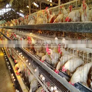 Chiken Egg Poultry Farm Equipment/chicken Cage for Sale/automatic Chicken Layer Cage thumbnail-1