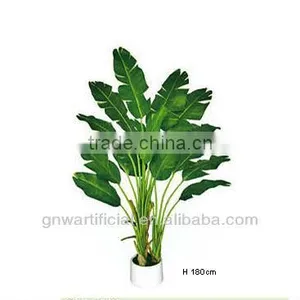 Bonsai Plant Ficus Tree Indoor GNW G41 thumbnail-3