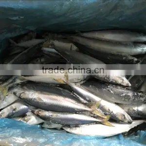 Frozen WR Pacific Mackerel Seafood thumbnail-2
