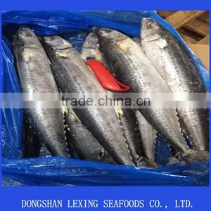 High Quality Frozen Spanish Mackerel Fish thumbnail-1
