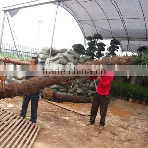 Trachycarpus Fortunei Field thumbnail-1