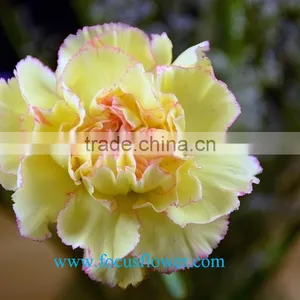 High Quality Fresh Cut Carnations Flower Rela Carnation Holiday Appliances thumbnail-1