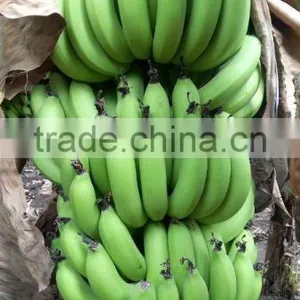 FRESH GREEN CAVENDISH BANANA thumbnail-2