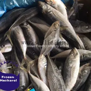 Chinese Frozen Horse Mackerel Fish With BQF Specifications thumbnail-1