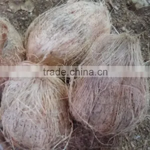 Indian Fresh Semi Husk Coconuts thumbnail-1