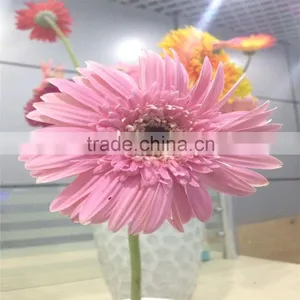 Fresh Gerbera Chrysanthemum Cut Flowers Exporters in China thumbnail-3
