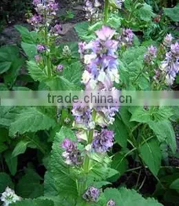Clary Sage Oil thumbnail-2