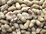 Raw Peanuts in Shell thumbnail-1