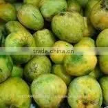 Fresh Mango Exporter In India thumbnail-5
