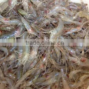 JY-30 Best Quality Shrimp Grading Machine thumbnail-5