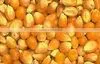 MAIZE thumbnail-6