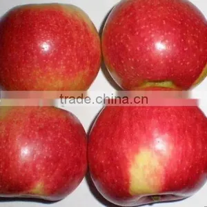 High Quality Chinese Red Star Apple Best Price Red Star Apples Sweet and Fresh Red Star Apples thumbnail-2