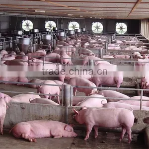 Multi-Span Greenhouse With Roll Up Motor For Ventilation Used For Animals Growing thumbnail-2