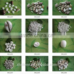 Natural Decotative Semicassis Inornata Seashell for Sale thumbnail-6