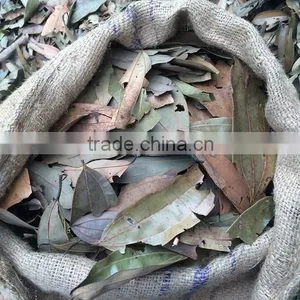 Cinnamon Herb thumbnail-1