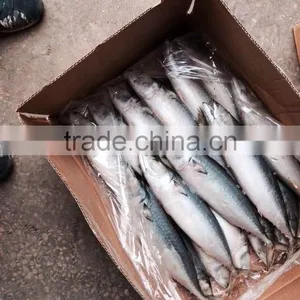 Frozen Mackerel thumbnail-4
