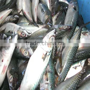 High Quality and Well Taste Frozen Fish and Seafoods thumbnail-1